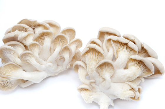 ƽOyster Mushrooms