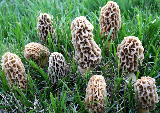 ǾMorels