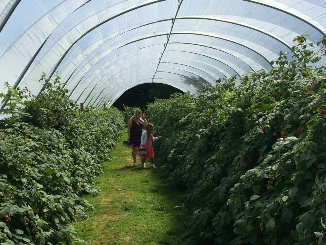 英国草莓季到了！去这些草莓采摘农场摘草莓吧！
