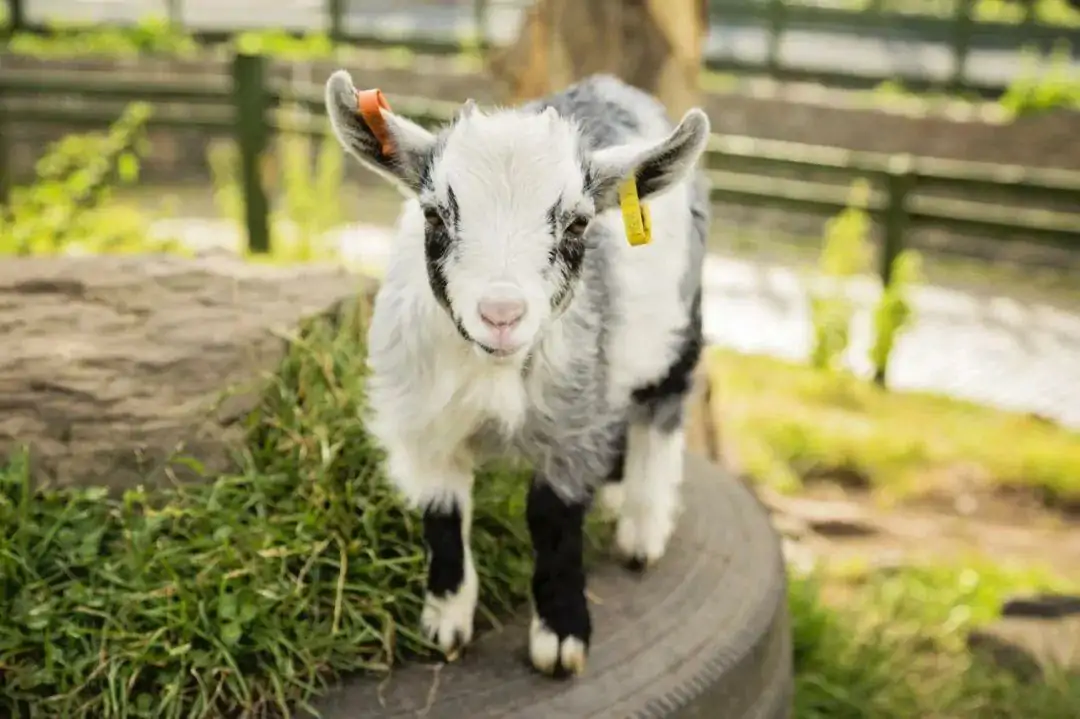 羊驼可以治疗焦虑症？动物解压法真的可行！